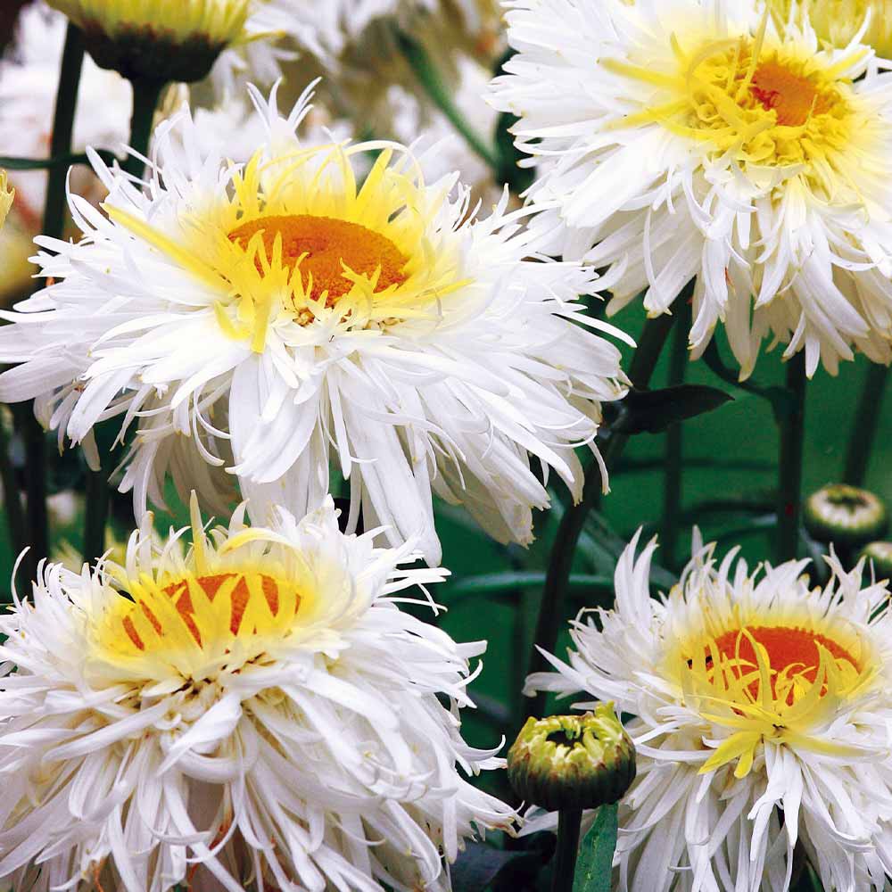 PAKET HEMAT - Benih Bunga Chrysanthemum Krisan 8 Jenis Seeds - Total 40 Biji