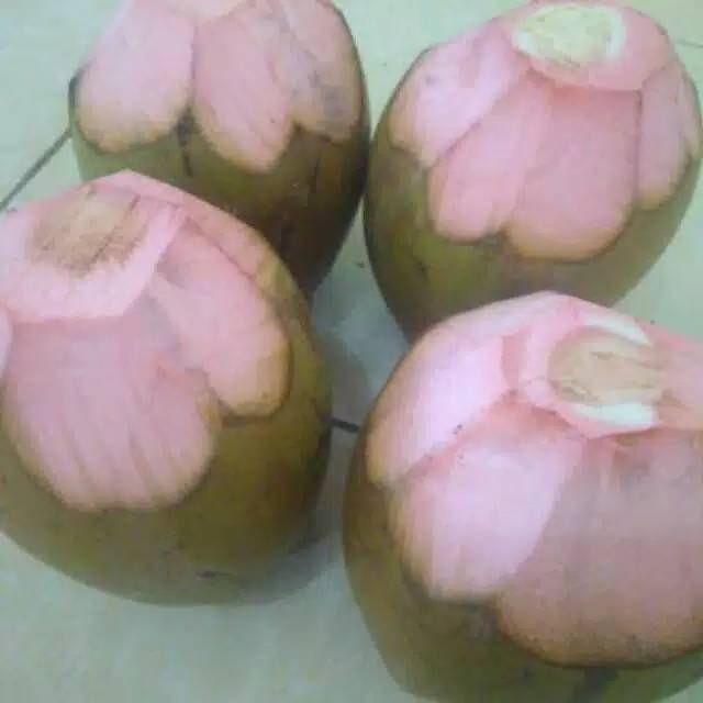 

Promo Kelapa Ijo/Hijau Beli 5 Gratis 1