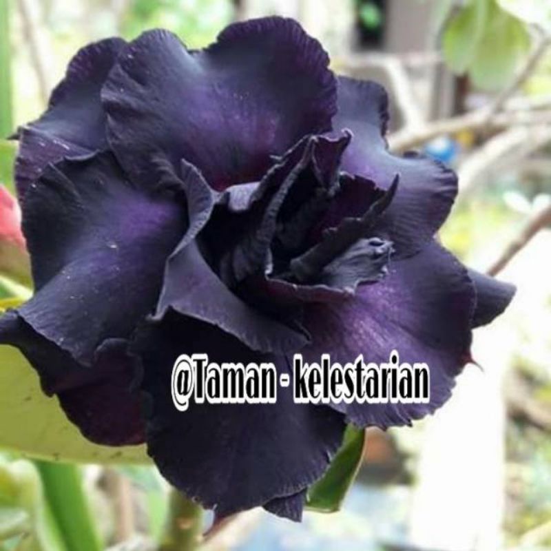 Tanaman hias adenium kamboja Jepang bunga ungu tua / Kamboja adenium bunga