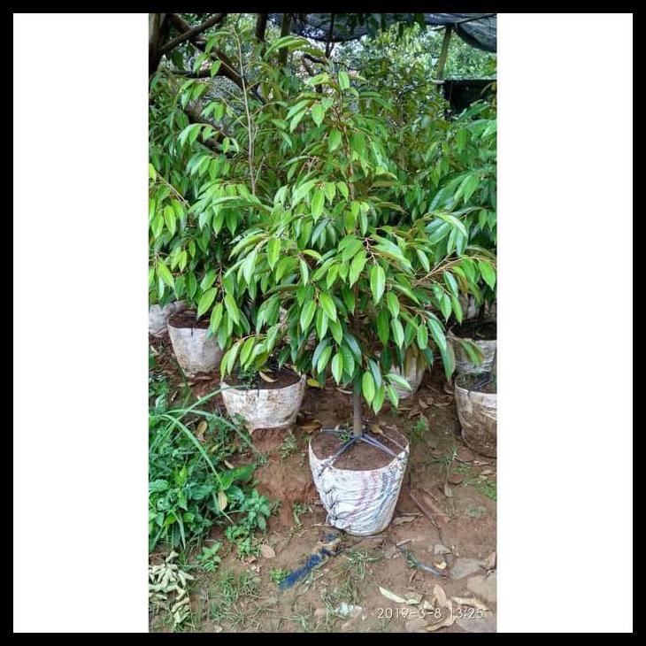 Jual Bibit Durian Bawor Dongkelan