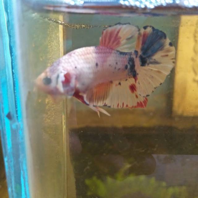 Cupang Candy Multicolor