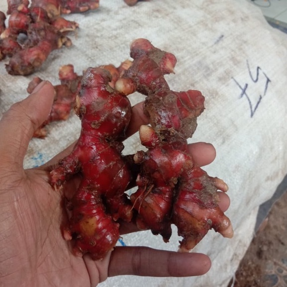 jahe merah 1kg
