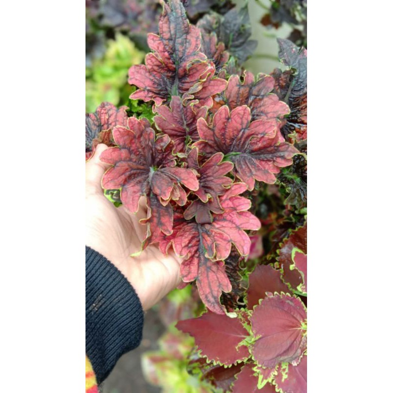 Tanaman Hias Miana - coleus ( premium