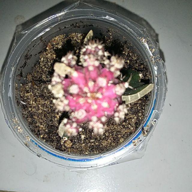 Kaktus Gymno Blackpink Thailand