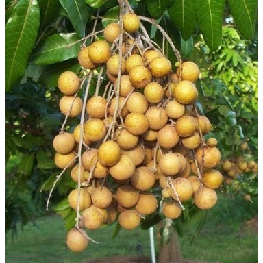 

Gg1Hh 250 Gram Longan ( Kelengkeng Kering ) s1Gkk