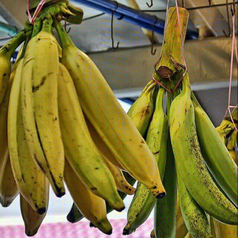 

Pisang Tanduk 1 buah/biji