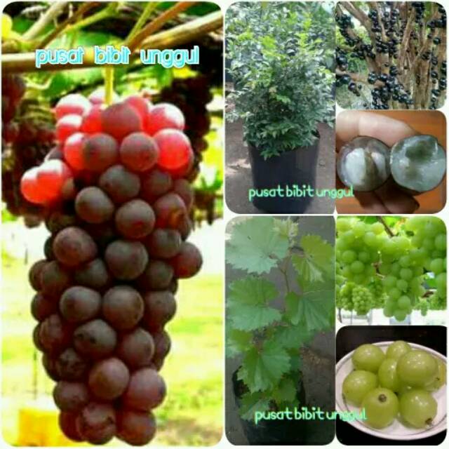 Paket 3 bibit anggur