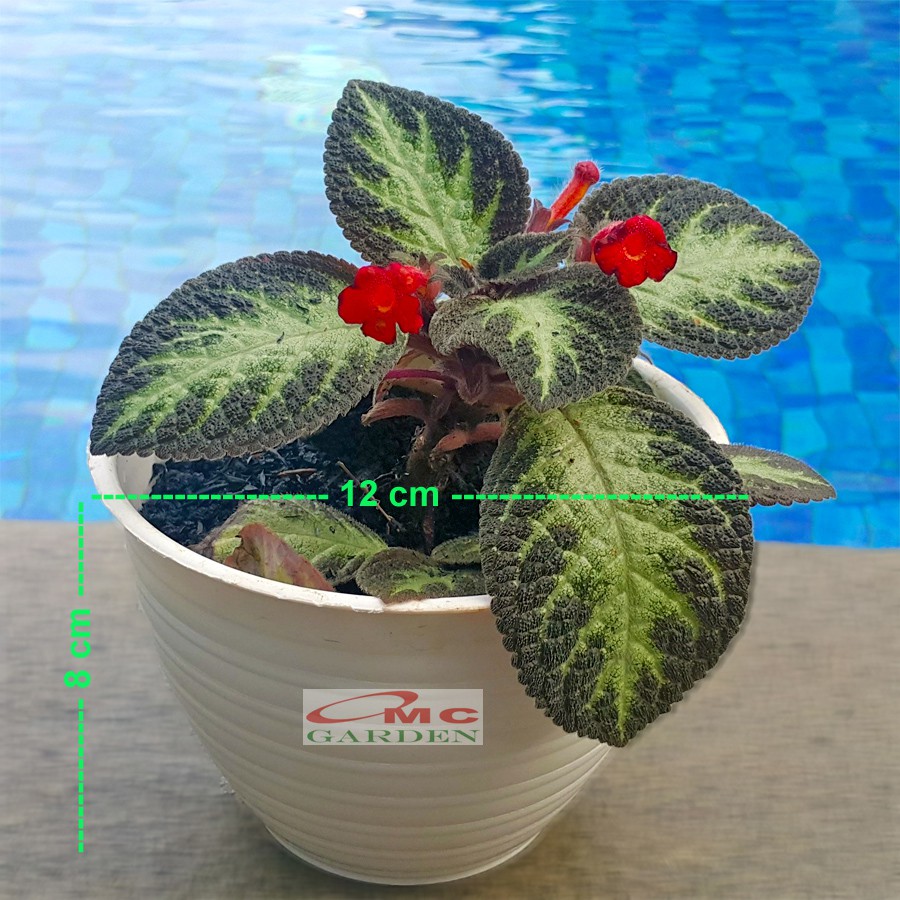 Tanaman Hias Episcia Cupreata Begonia Beludru Coklat Silver Gantung Penutup Tanah EP-CS
