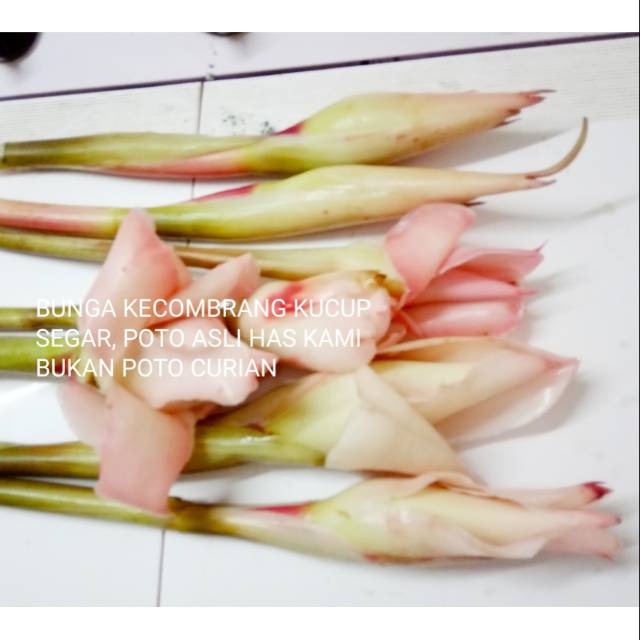 

BUNGA KECOMBRANG 500GRM