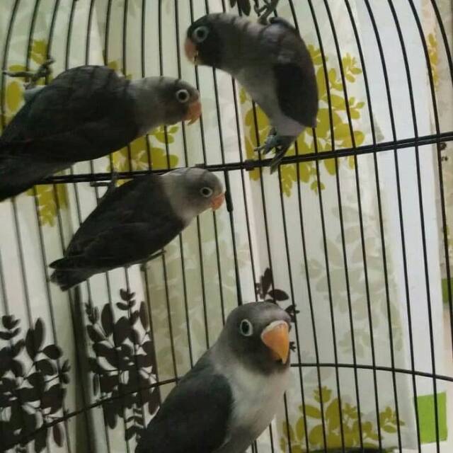 Love bird batman Balibu