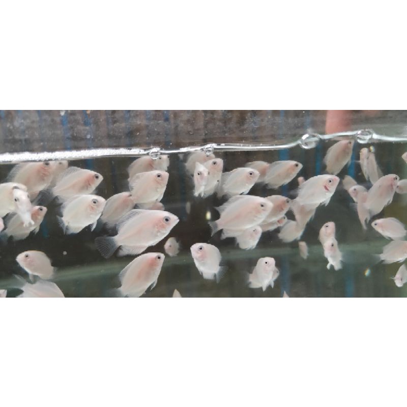 ikan hias golden severum/ikan perot/ikan severum golden/predator air tawar