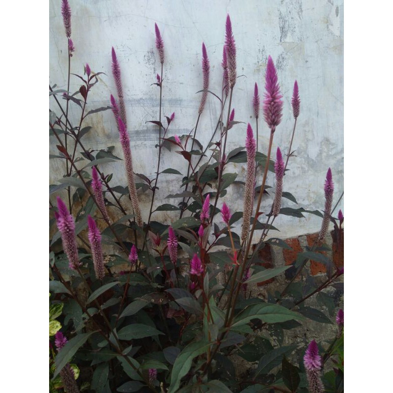 benih biji celosia ungu
