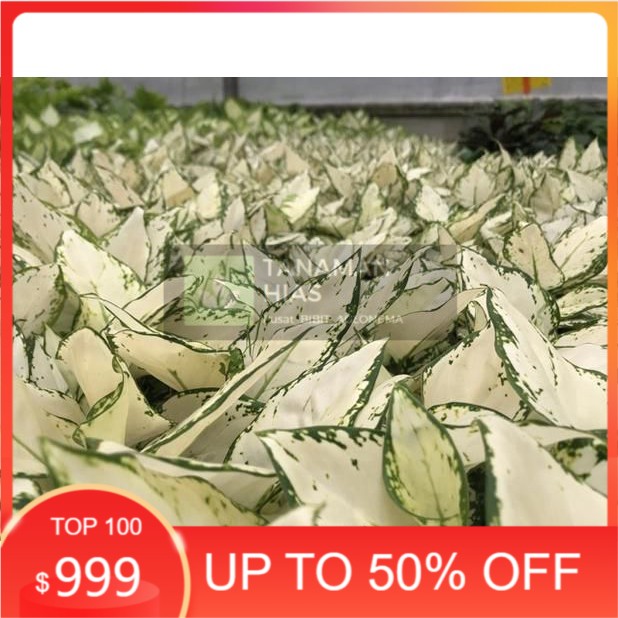 

Bonggolan Aglonema Super White Culture Spesial - Bibit Aglonema