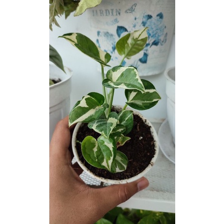 Tanaman Sirih Gading Njoy Varigata