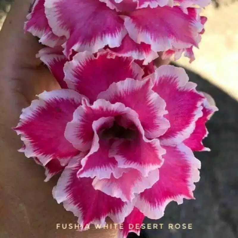biji bunga ADENIUM fushia