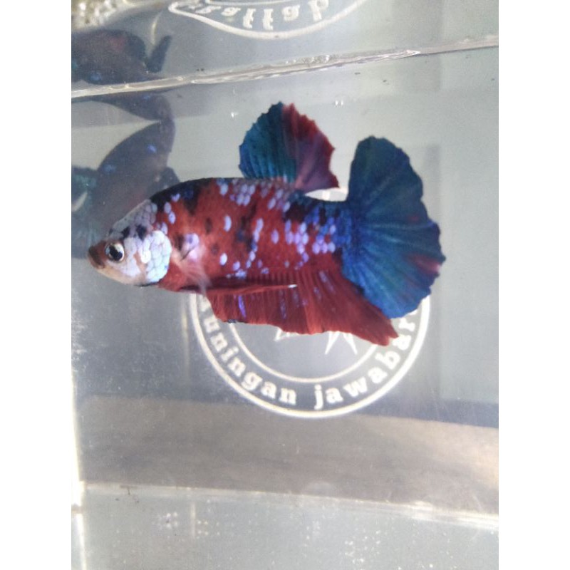 ikan cupang koi multi/indukan kualitas bagus