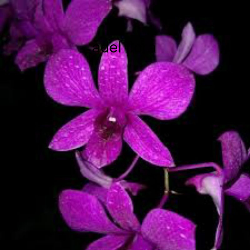 anggrek dendrobium bantimurung