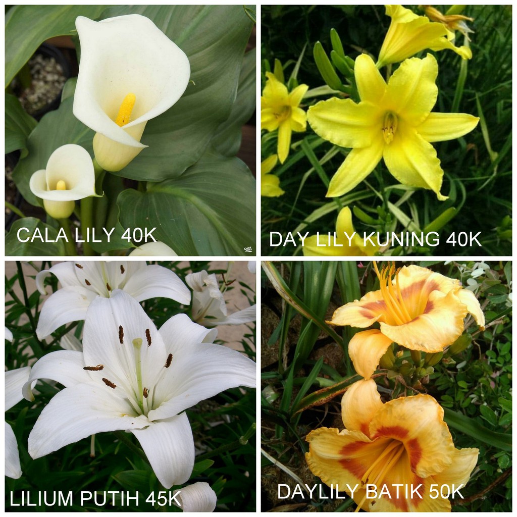 Paket Tanaman Bunga Lily 4 Pohon 4 Jenis cala, daylily kuning, daylily batik, easter lily BERGARANSI