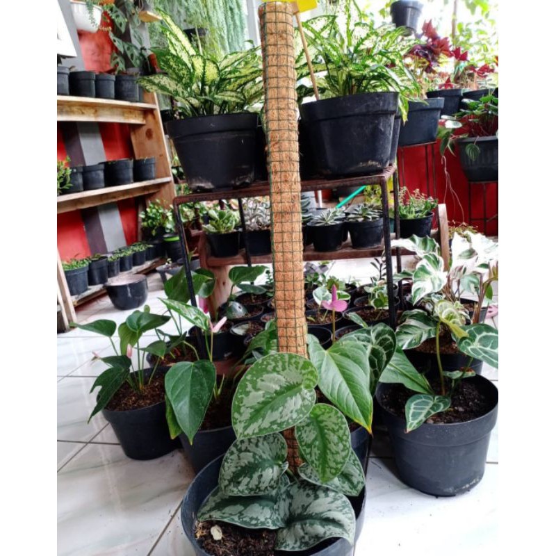 Turus penyangga tanaman hias - turus penyangga