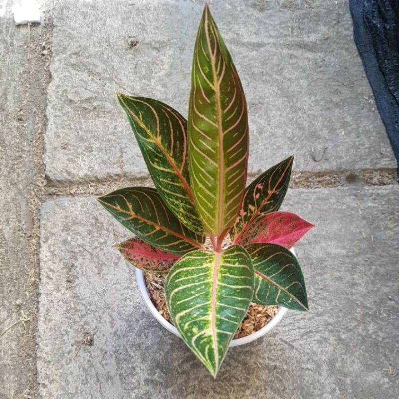 Aglonema Pride of Sumatra / Red Sumatra Semi Mutasi Real Pict