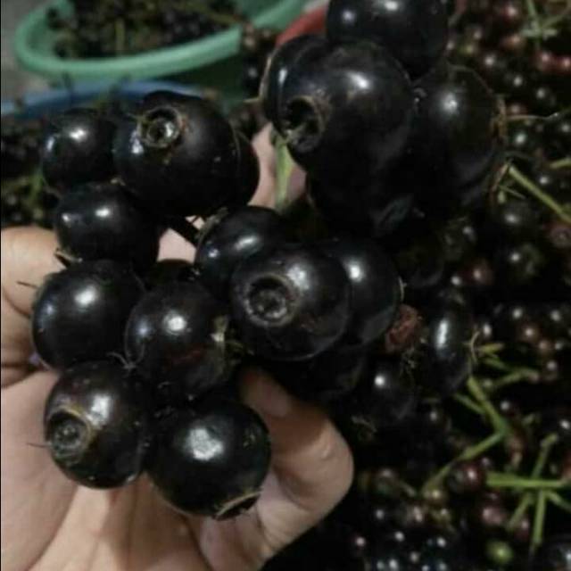 

Gowok atau kupa