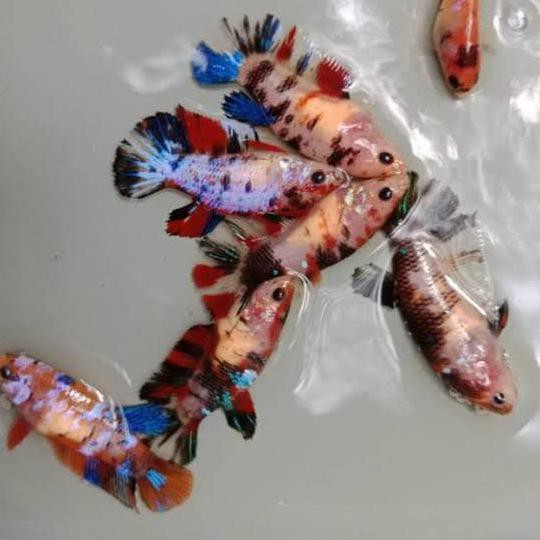 Ikan Cupang Betina Full Telur Dan Siap Pijah