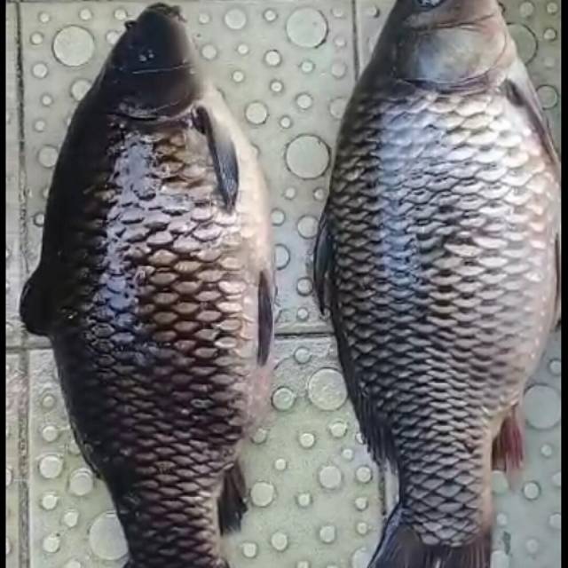 

Ikan mas