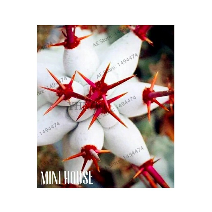 Biji benih Kaktus Langka Import