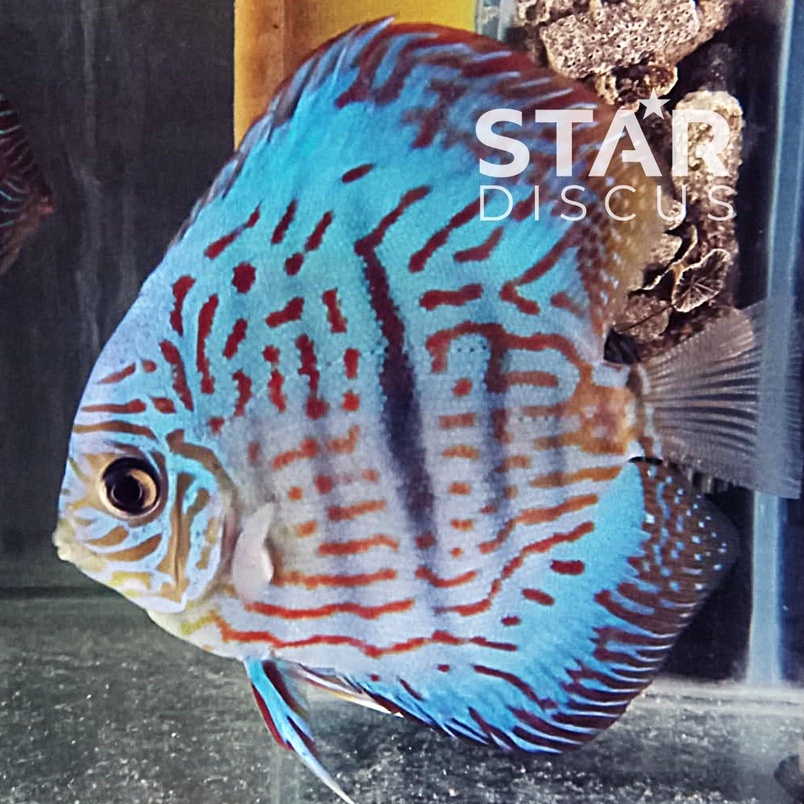 Discus Heckel Cross Brilliant Blue 3,75 inch - diprediksi betina