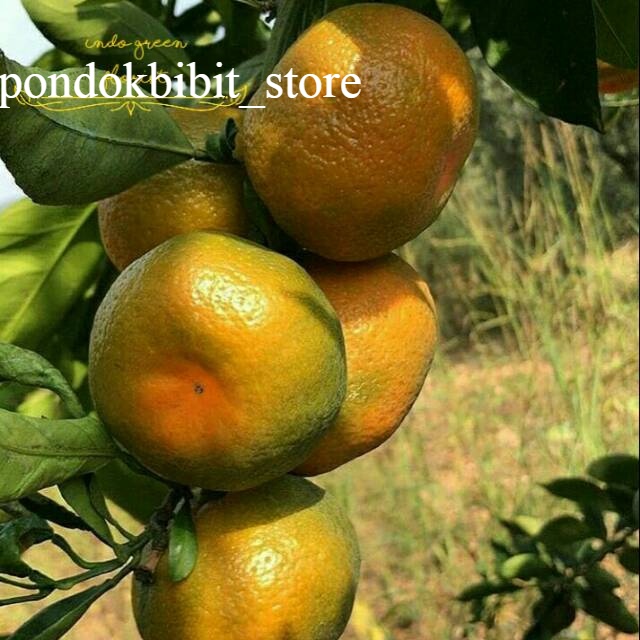 Jual Bibit Buah Jeruk Keprok Siem Hasil Okulasi Dengan Pohon Yang Sudah Berbuah Tambulapot