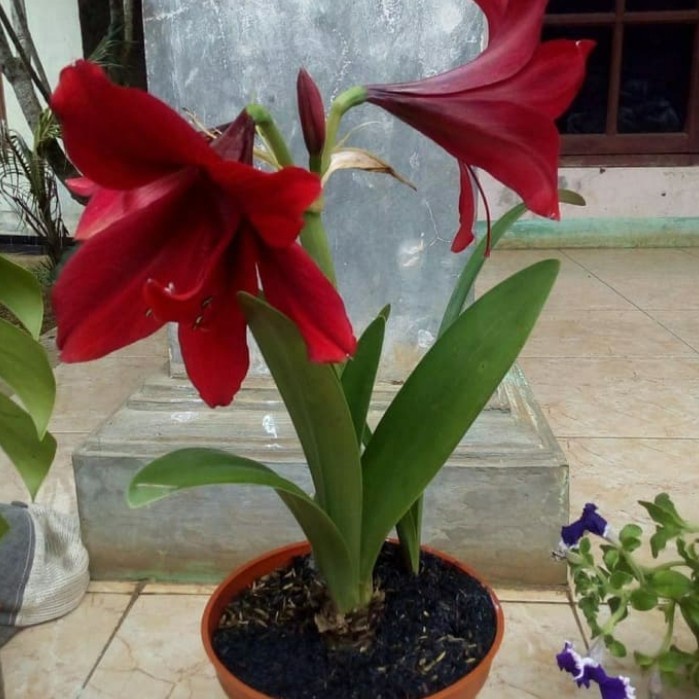 tanaman hias bunga bakung merah - bakung amarilis bunga merah