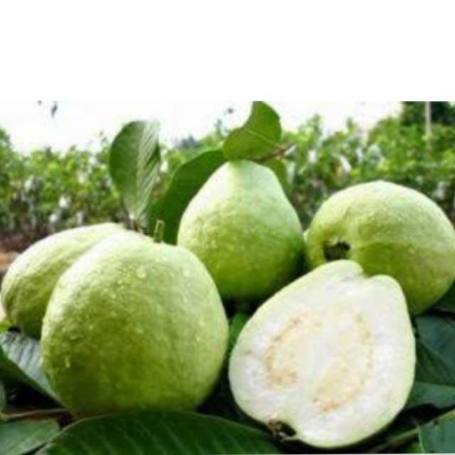 

Jambu Kristal Fresh