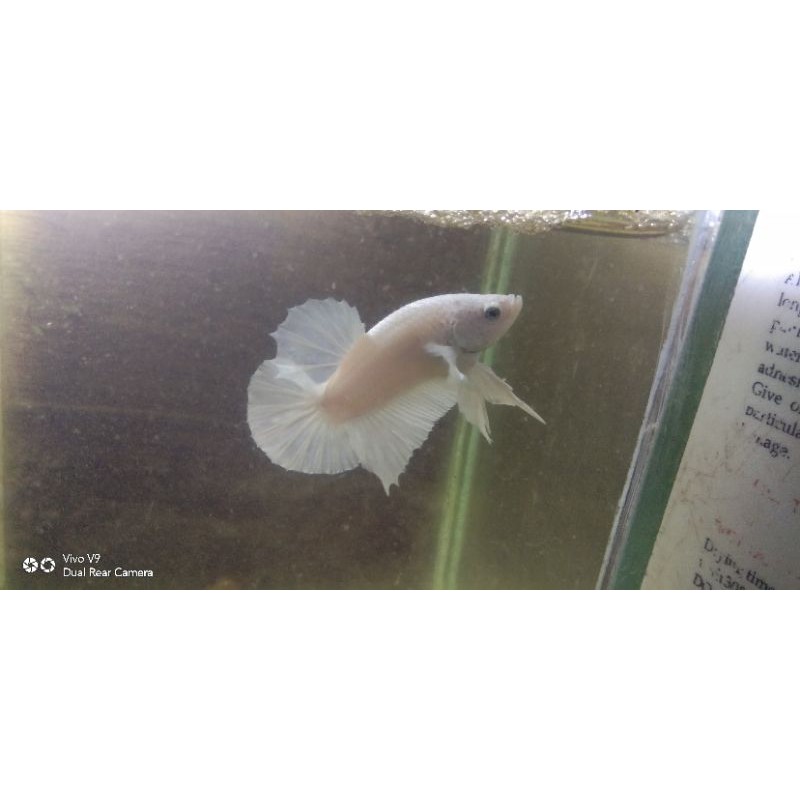 COD Cupang White Platinum