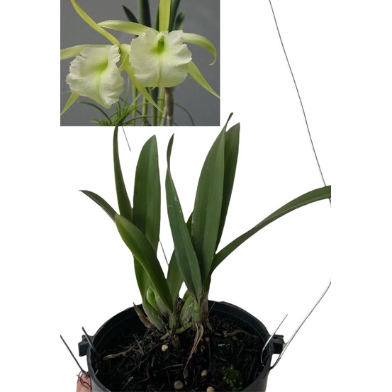 Brassavola Jimminey Cricket "Surprise Beauty HCC/AOS
