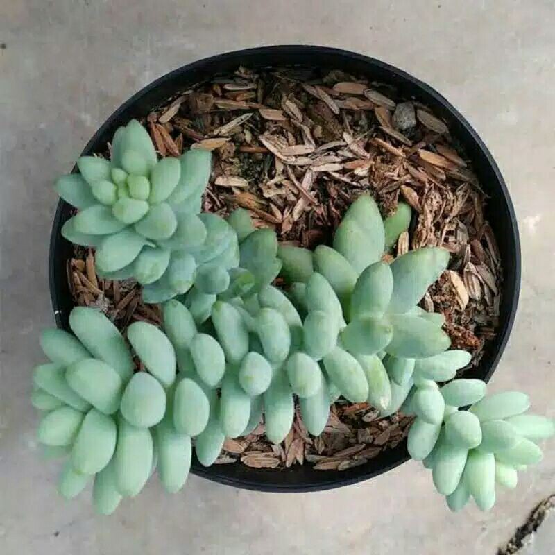 tanaman hias air mata ibu