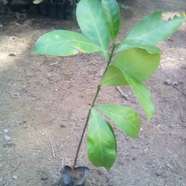 BIBIT KOPI ROBUSTA OKULASI 60CM