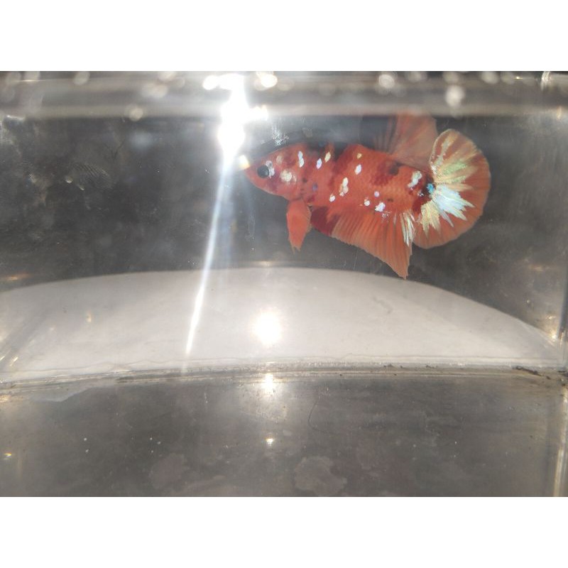 cupang koi orange gold