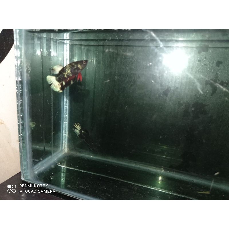 cupang  avatar gordon