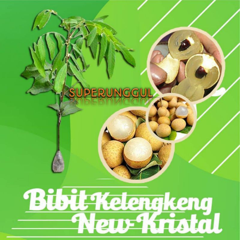 Bibit kelengkeng new kristal