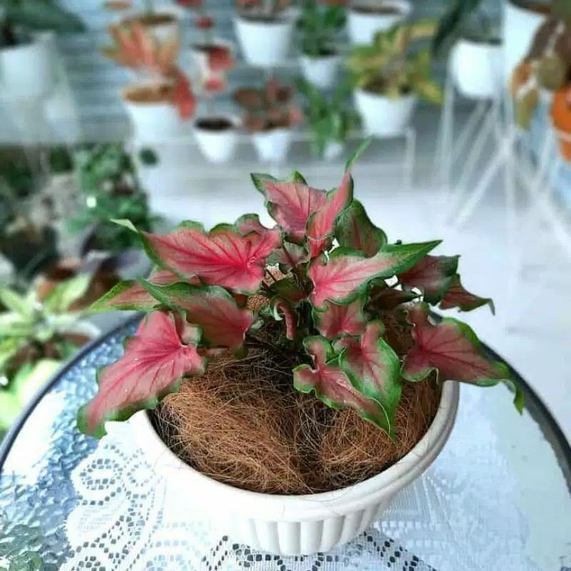 Caladium Keris atau Keladi Keris dewasa