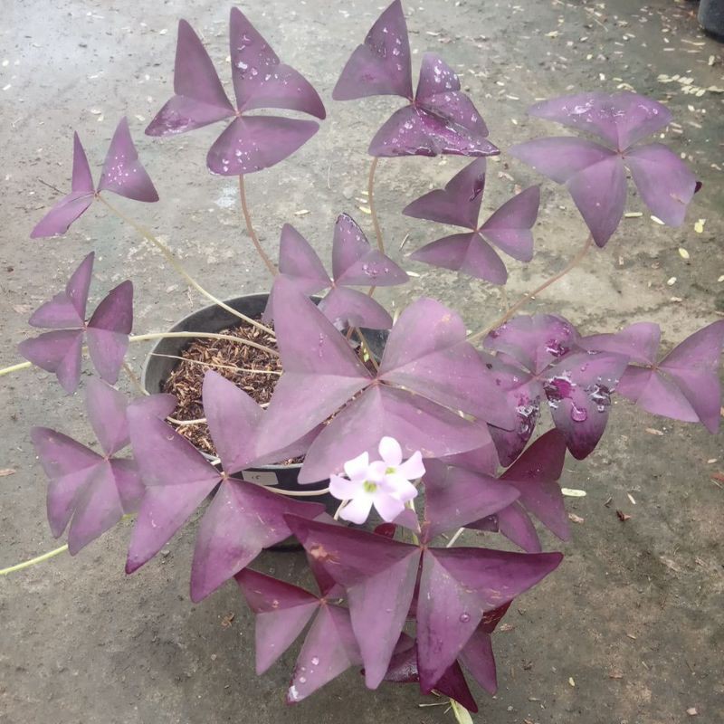 oxalis,,kupu kupu ungu