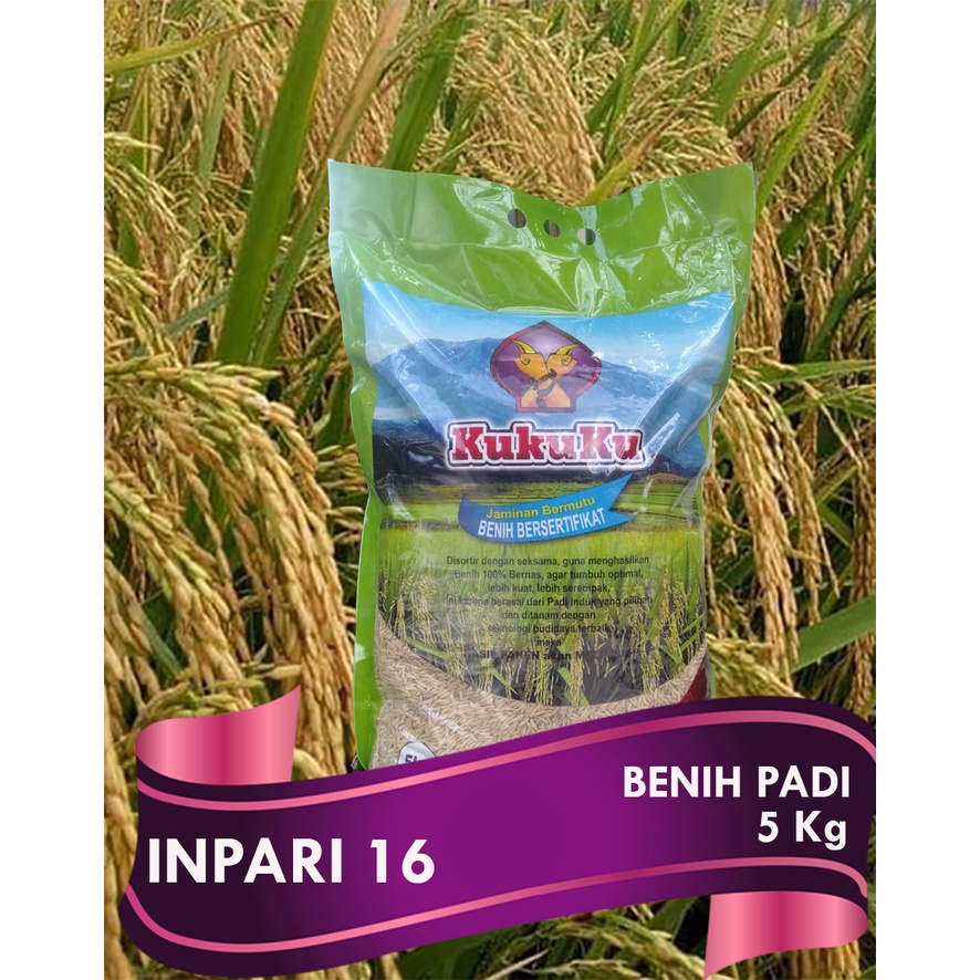 INPARI 16 BENIH  PADI /LABEL UNGU