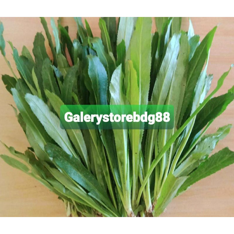 

Walang sangit segar isi 25 pohon plus akar-az