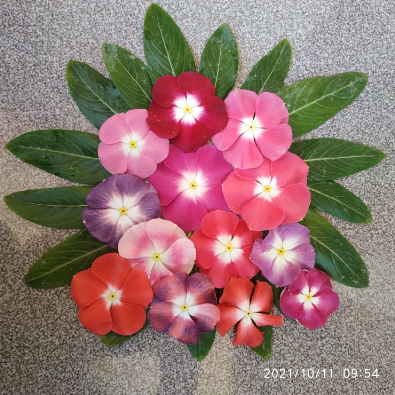 vinca fresh seed mix