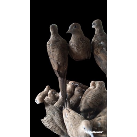 perkutut  bangkok crossing ring