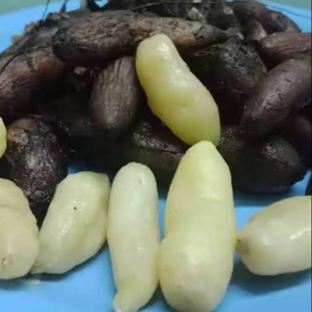 

Ubi KEMILI/gembili Berat 500 gram