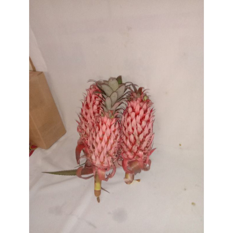 

nanas hutan segar 500 grm