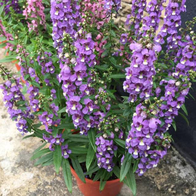 Tanaman bunga Angelonia lavender