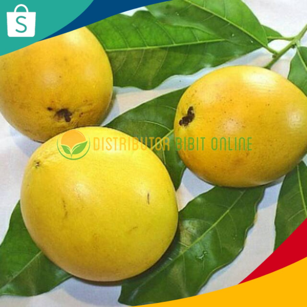 Bibit Sawo Abiu ( Sawo Australia )