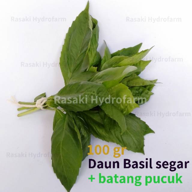 

Daun sweet basil + batang pucuk (fresh pack) 100 gr